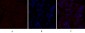 IL-8 Polyclonal Antibody